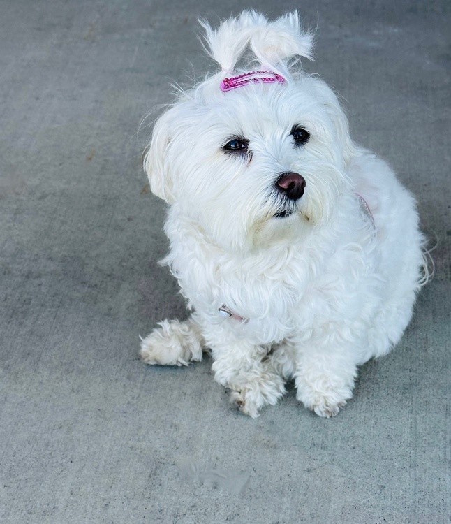 Gigi