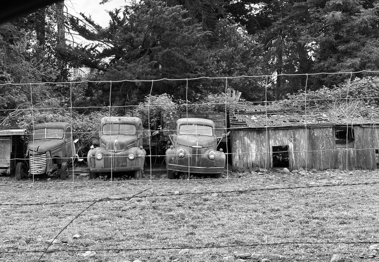 Three Old Trucks
