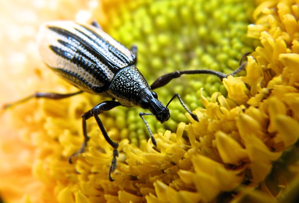 Weevil I