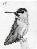 Hummingbird