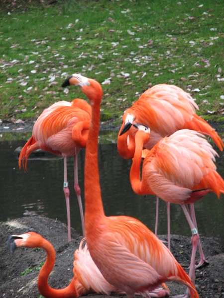 Flamingo party