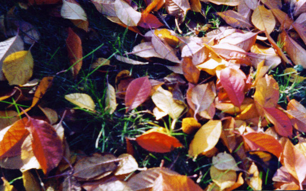 autumn