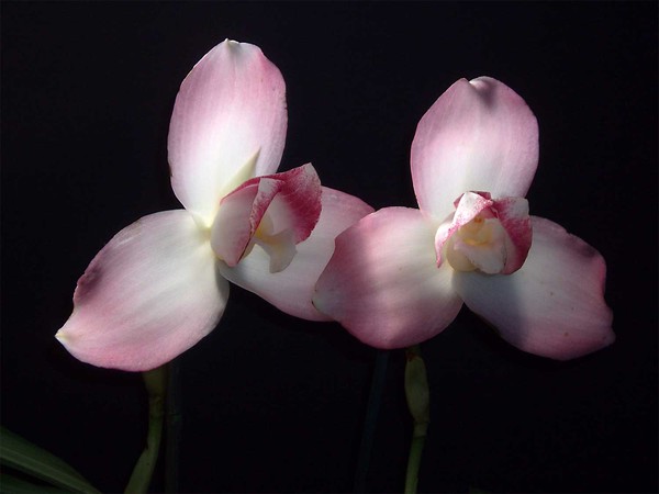 Two Pink Orchids