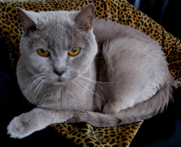 My 17 years young Voilà