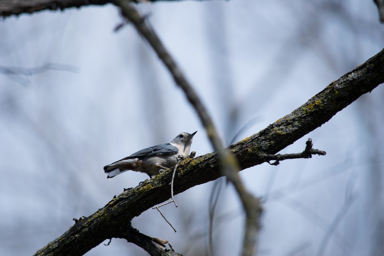 White-breasted Nuthatch
