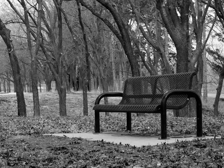 Bench in the Woods