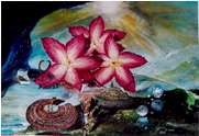 Bali Still Life II
