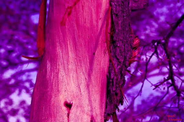 Bark