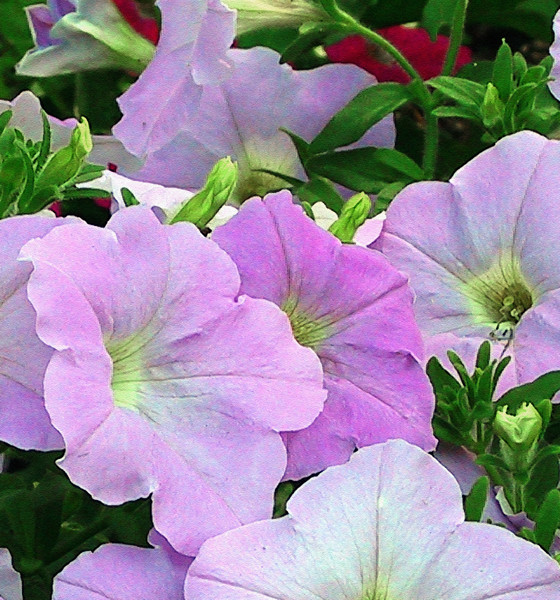 Flower Study