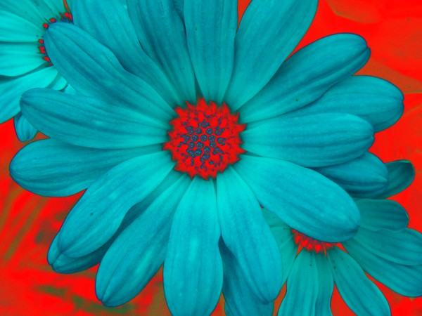 Glowing Daisy 