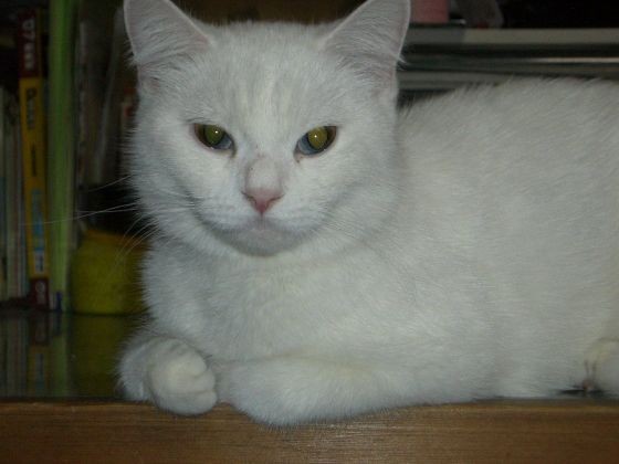 picture of my beloved cat