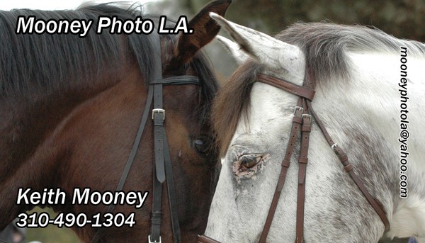 Equine Business Card 3