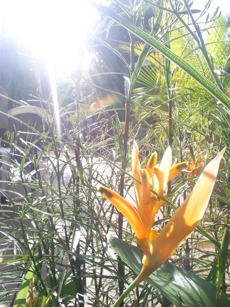Bathing in the Sunlight