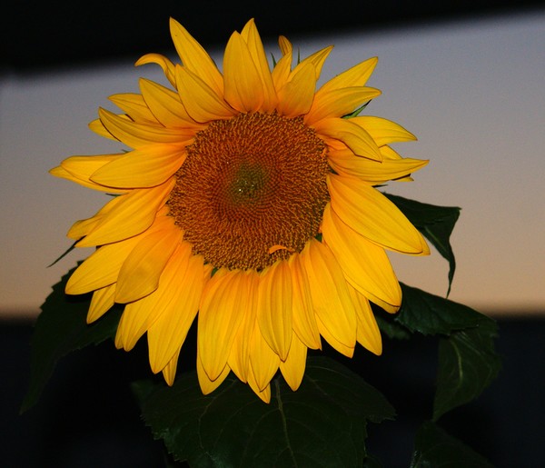 The Sunflower