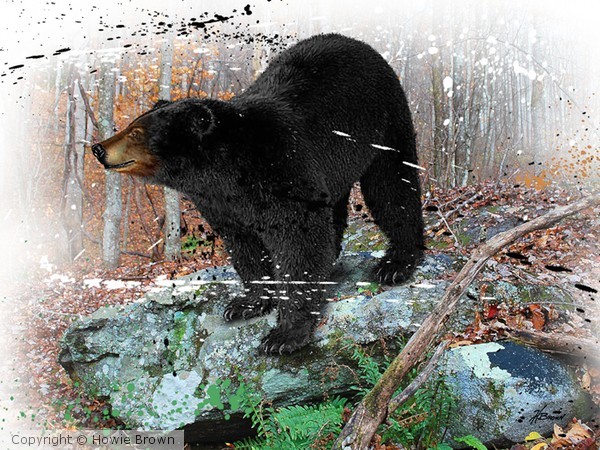 Black Bear giclee