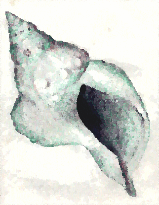 Shell