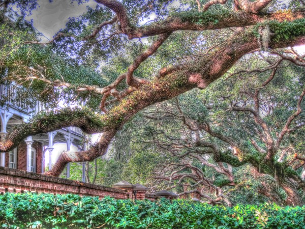 The Trees Of The St. Augustine Lighthouse