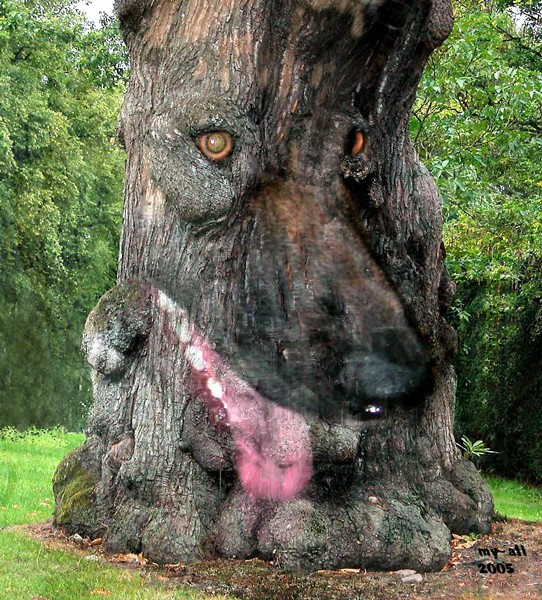 Kanes tree