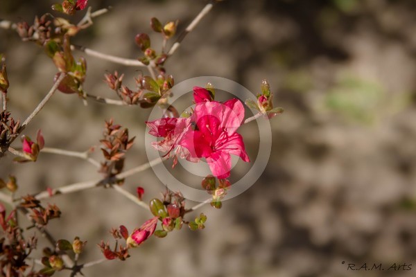 Afternoon Bloom