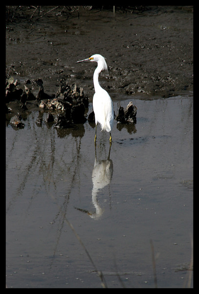 white egret