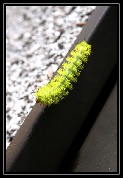 caterpillar