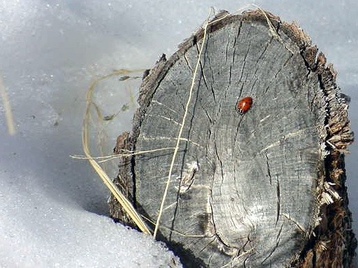 ladybug on a stump