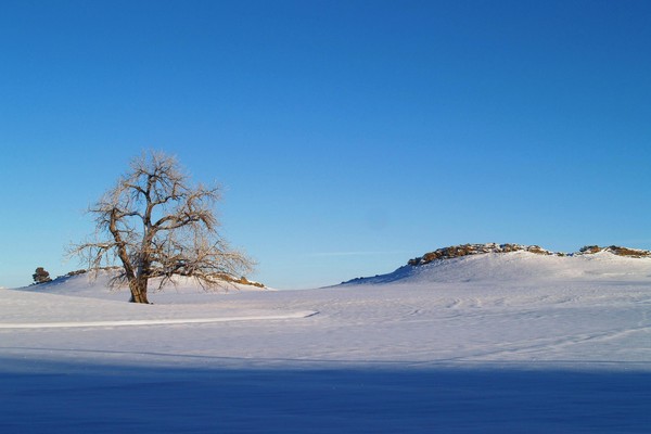 Single Tree