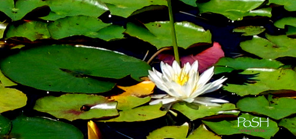 Lilly Pads