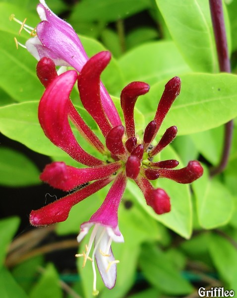 BUDDING HONEYSUCKLE