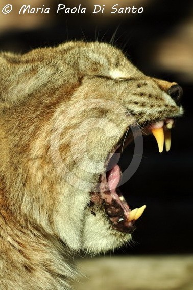 Disturbing yawn