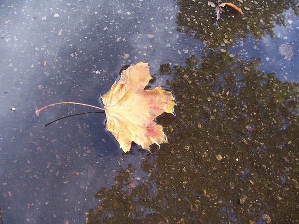 The Last Leaf