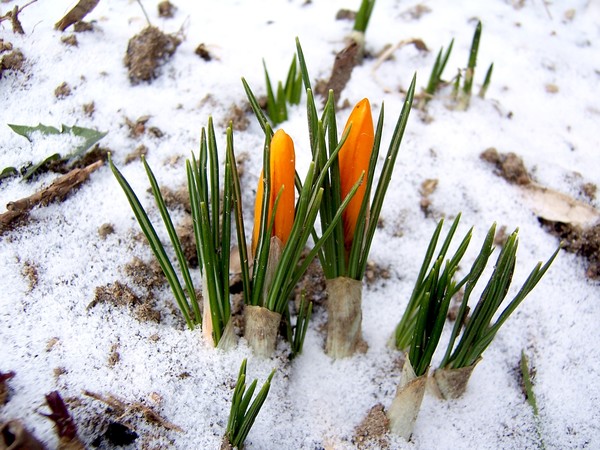 Early crocuses