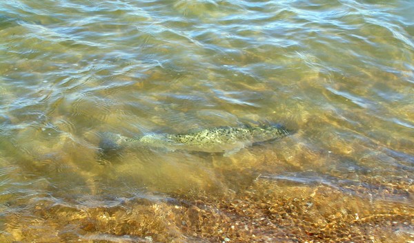 Speckled-Trout2