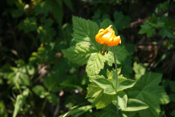 The Tiger Lily