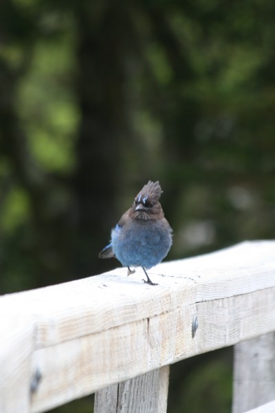 Jaywalkin'