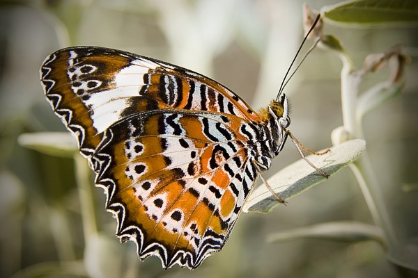 Butterfly #2