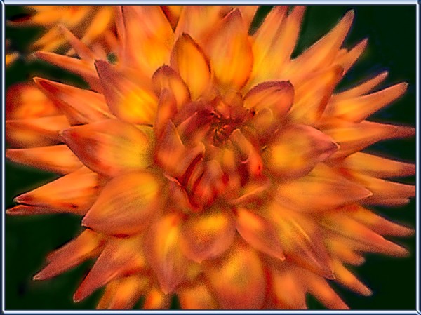 THE CACTUS DAHLIA FOR ROSITA BY MIGUEL