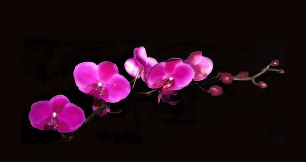 orchid