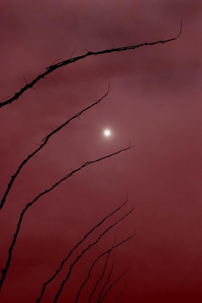 red tree