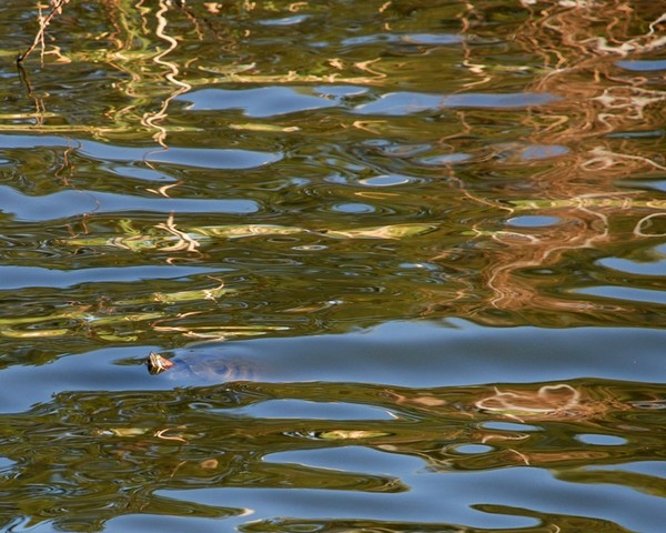 Turtle
