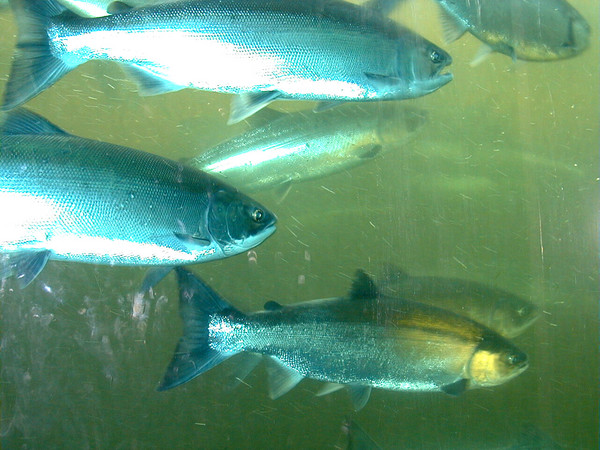 Salmon Running