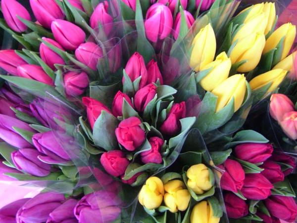 Tulips!