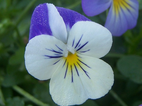 My Morning Glory Pansy