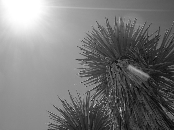 Joshua_Tree_105