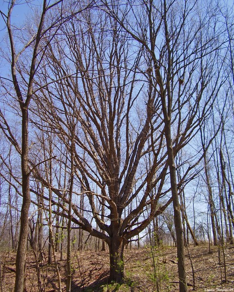 Granddaddy Tree
