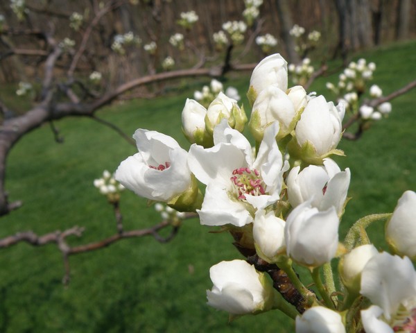 Peach Buds