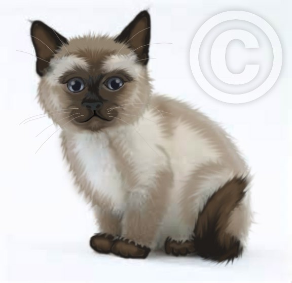 Siamese Kitten