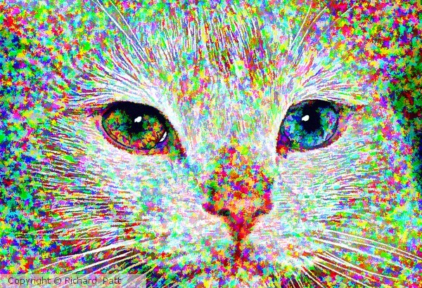 One Blue Eye One Brown Eye