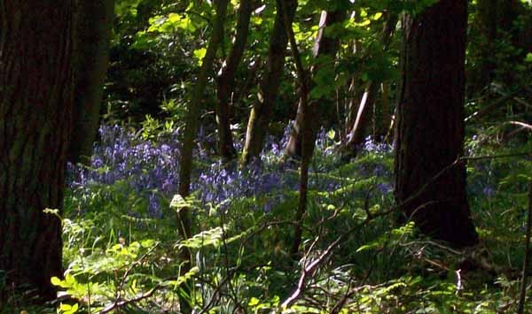 BLUEBELL WOODS
