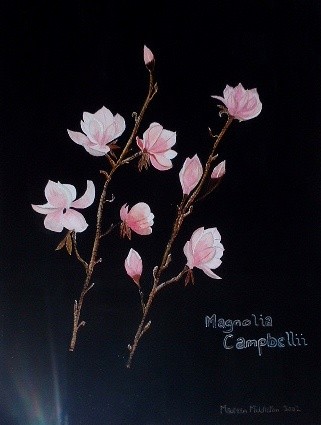 Magnolias 3